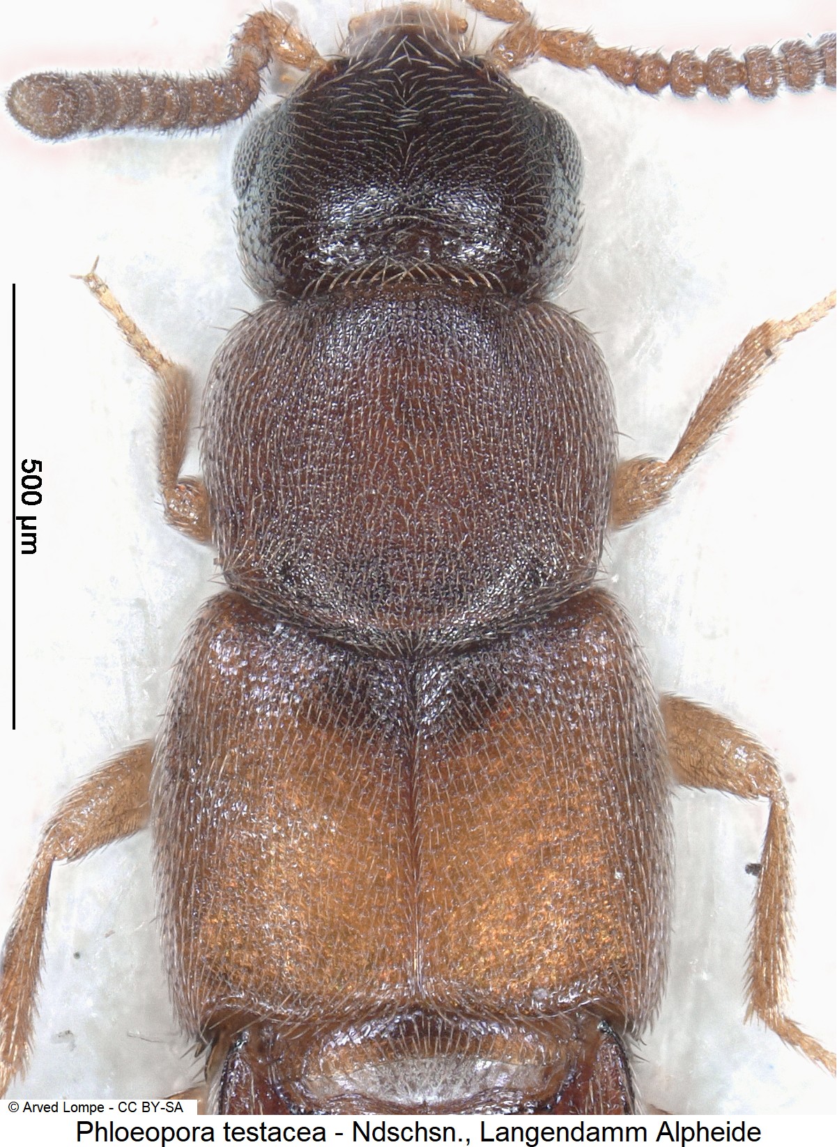 phloeopora_testacea_ck5832_vk.jpg