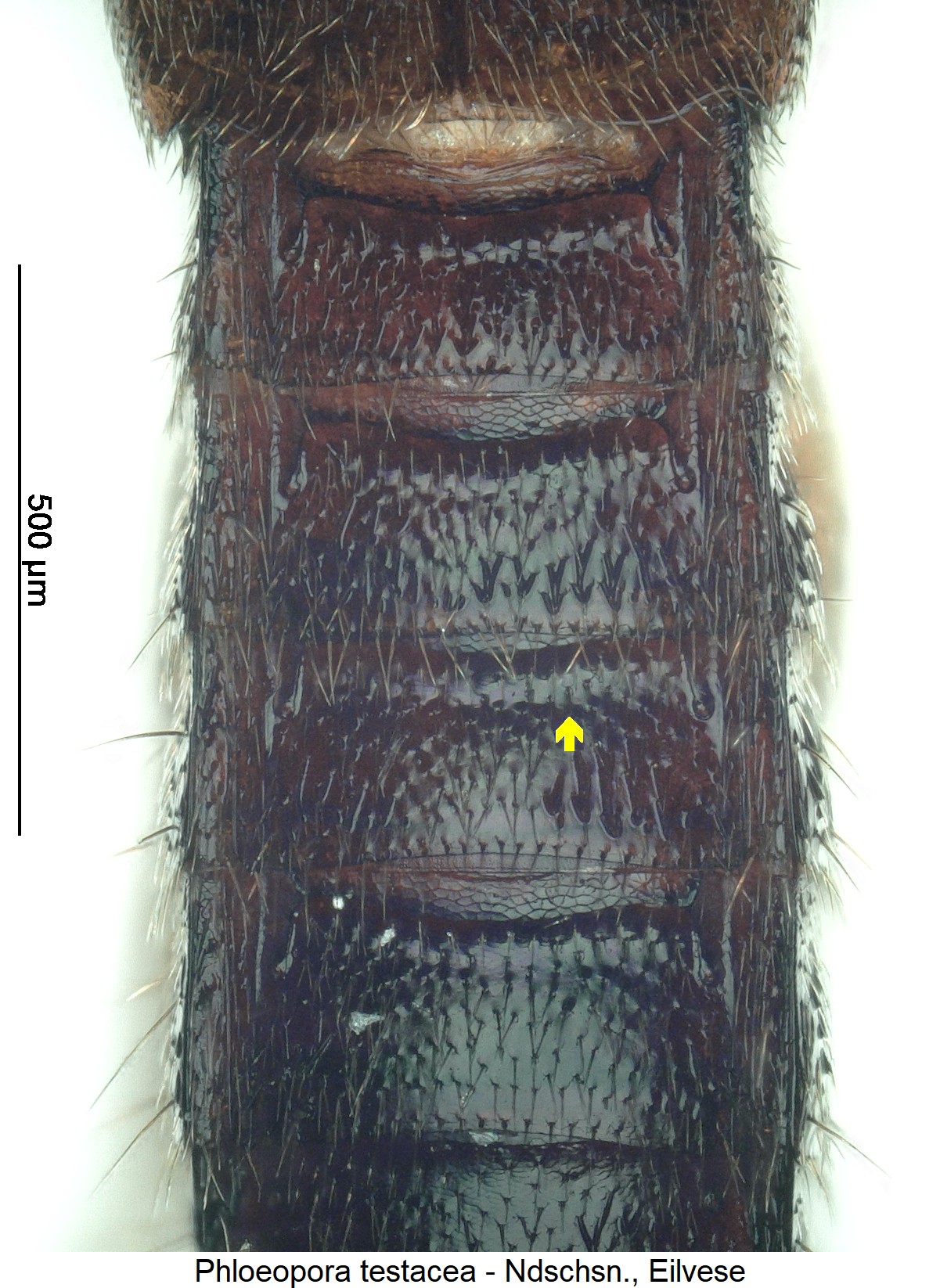phloeopora_testacea_ck5835_abd.jpg
