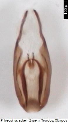 phloeosinus_aubei.jpg