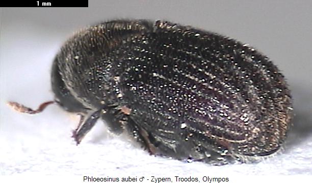 phloeosinus_aubei_m_hab.jpg