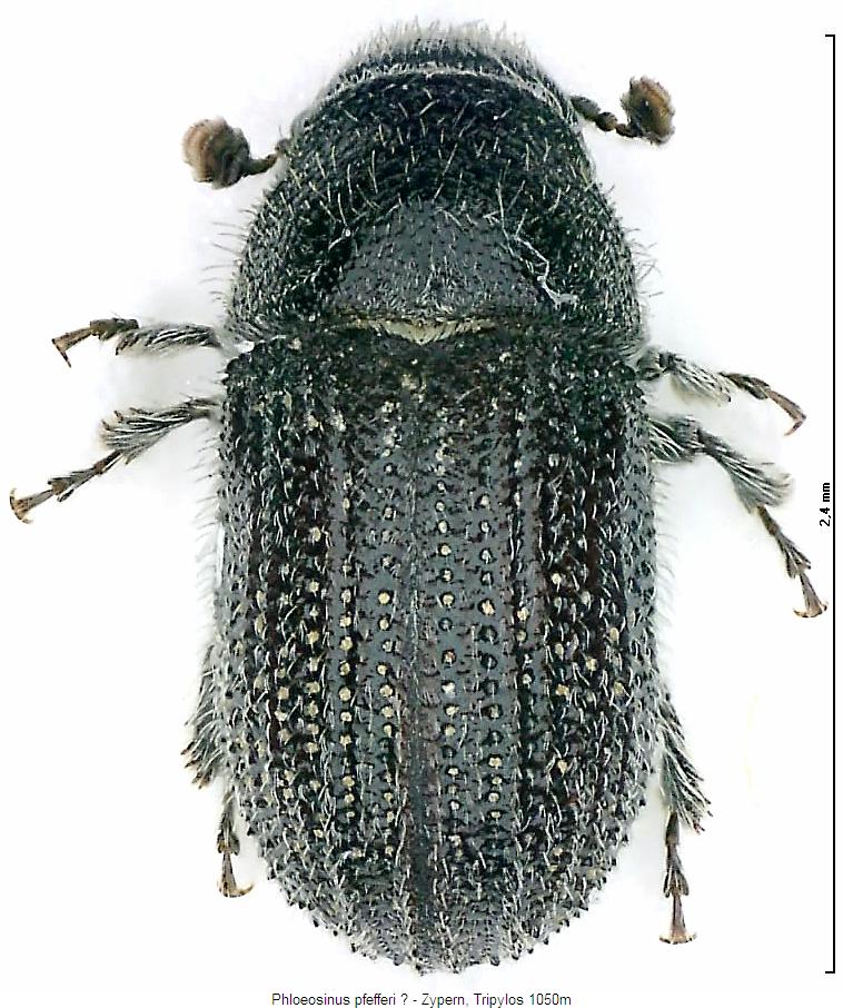 phloeosinus_pfefferi_hab.jpg