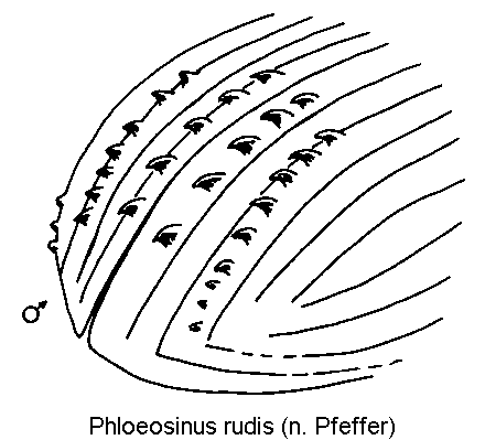 phloeosinus_rudis_hlb.gif