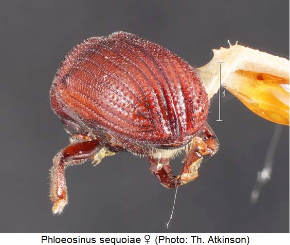 phloeosinus_sequoiae_w_dec.jpg
