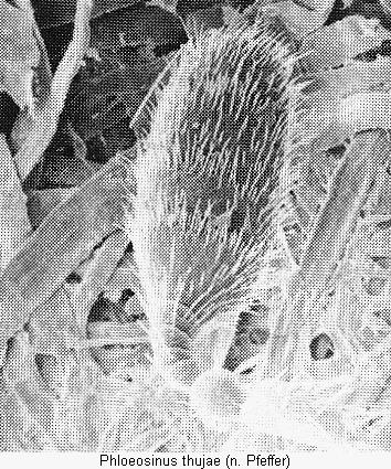 phloeosinus_thujae_f.jpg