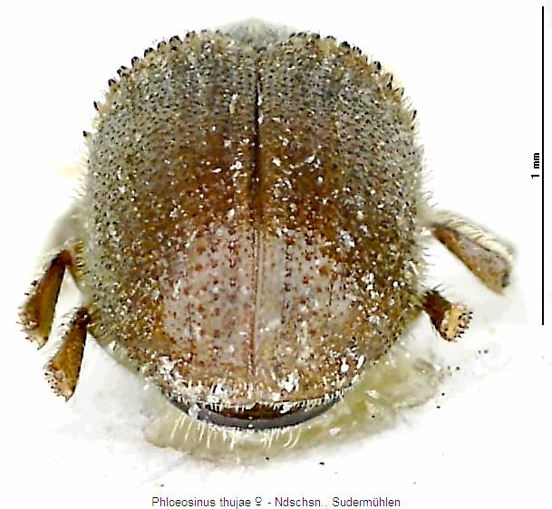 phloeosinus_thujae_fld.jpg