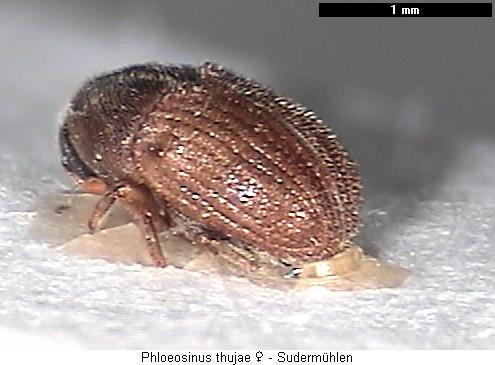 phloeosinus_thujae_w_hab.jpg