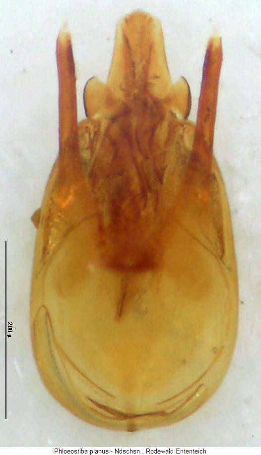 phloeostiba_planus.jpg