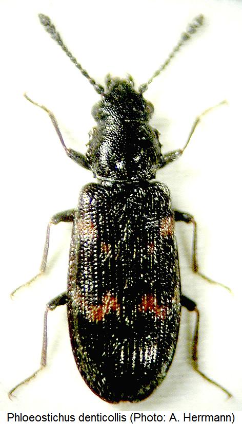 phloeostichus_denticollis_hab.jpg
