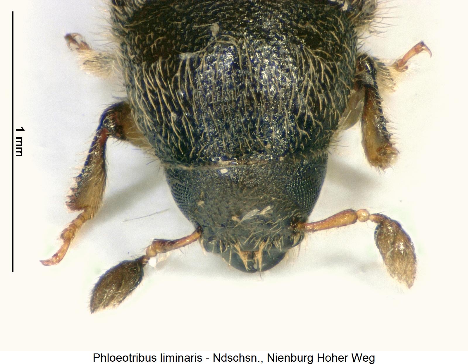 phloeotribus_liminaris_vk.jpg
