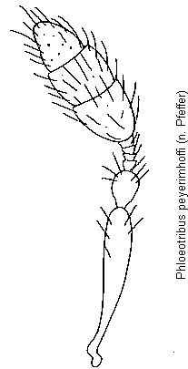 phloeotribus_peyerimhoffi_f.gif