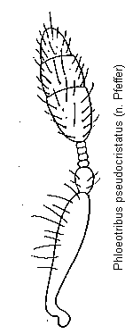 phloeotribus_pseudocristatus_f.gif