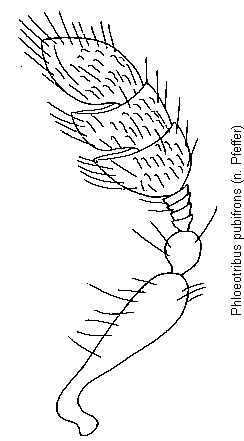 phloeotribus_pubifrons_f.gif