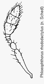phloeotribus_rhododactylus_f.gif