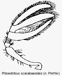 phloeotribus_scarabaeoides_f.gif
