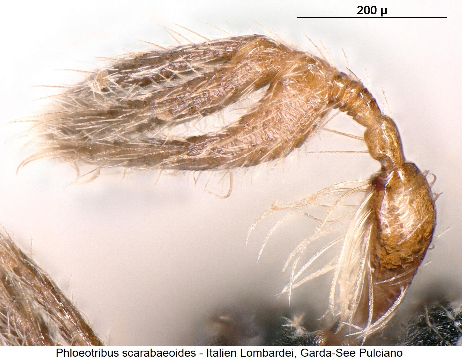 phloeotribus_scarabaeoides_f.jpg