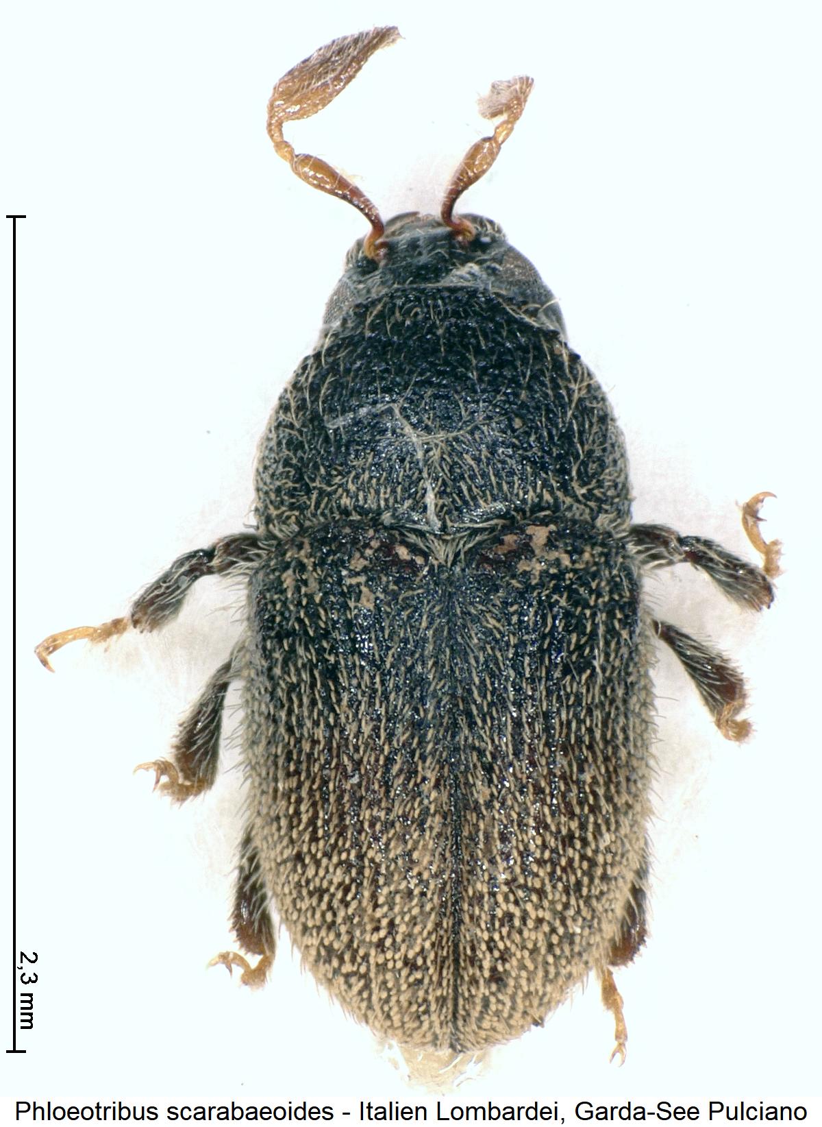 phloeotribus_scarabaeoides_hab.jpg