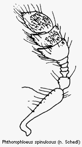 phloeotribus_spinulosus_f.gif