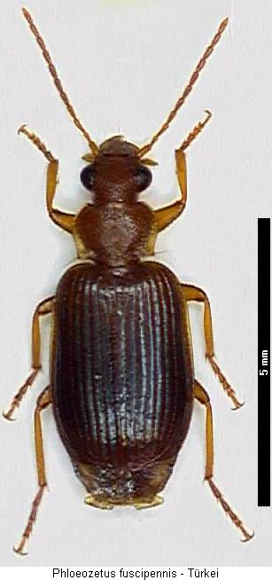 phloeozetus_fuscipennis_hab.jpg
