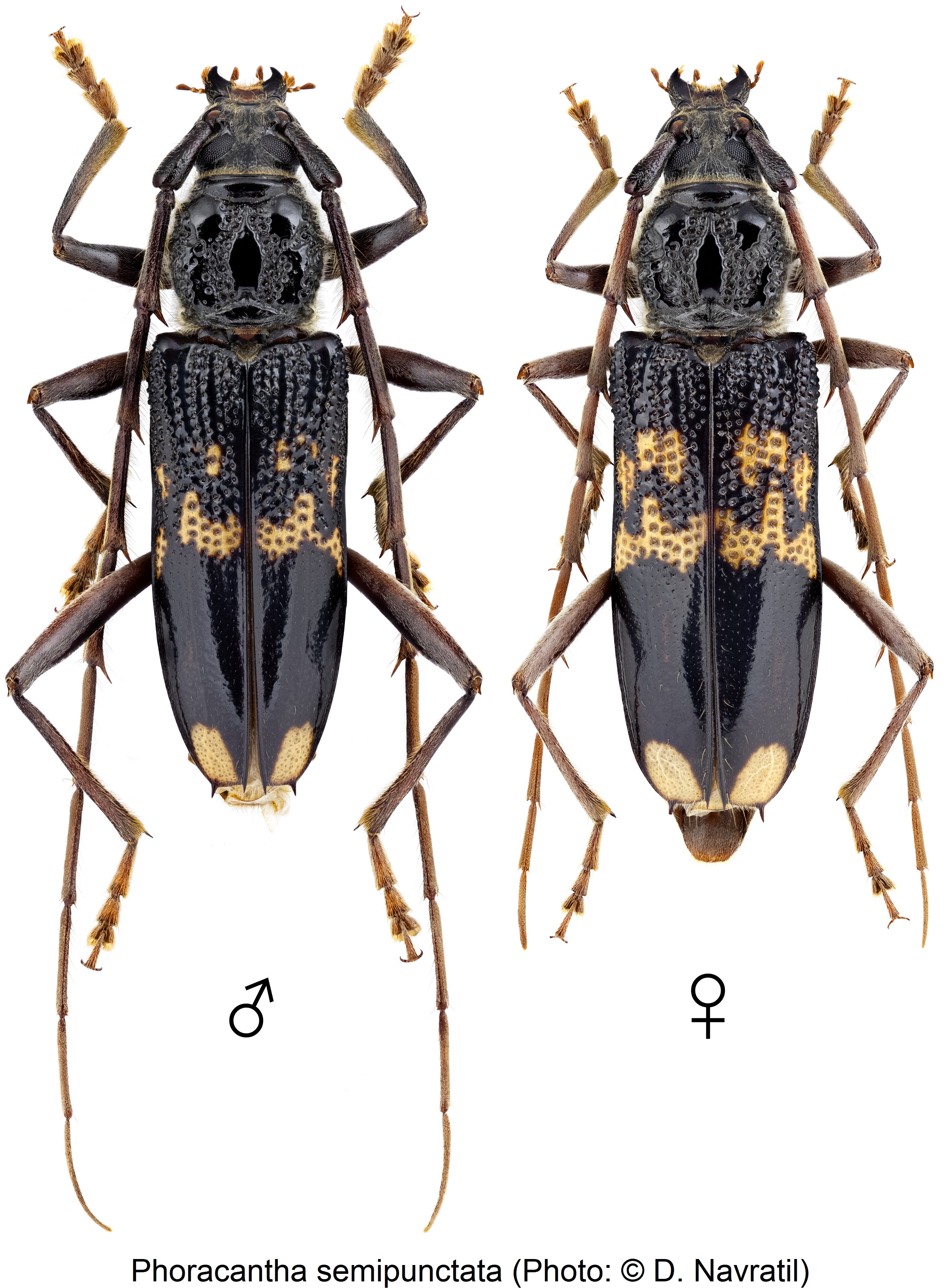phoracantha_semipunctata_hab.jpg