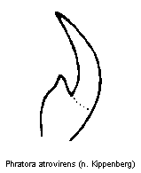 phratora_atrovirens_kl.gif