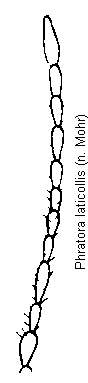 phratora_laticollis_f.gif