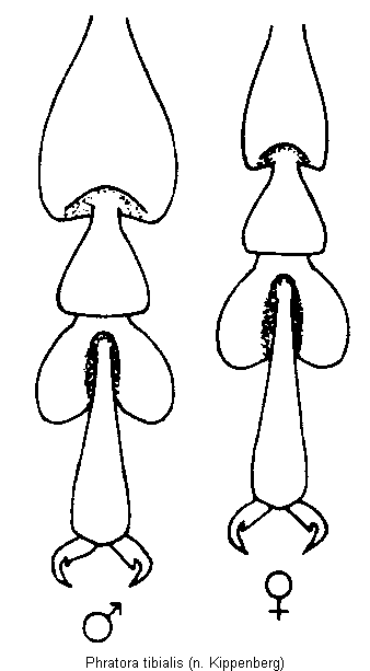 phratora_tibialis_htr.gif