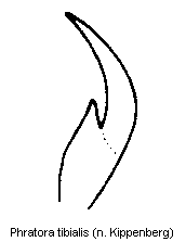 phratora_tibialis_kl.gif