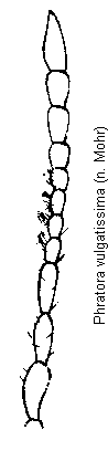 phratora_vulgatissima_f.gif