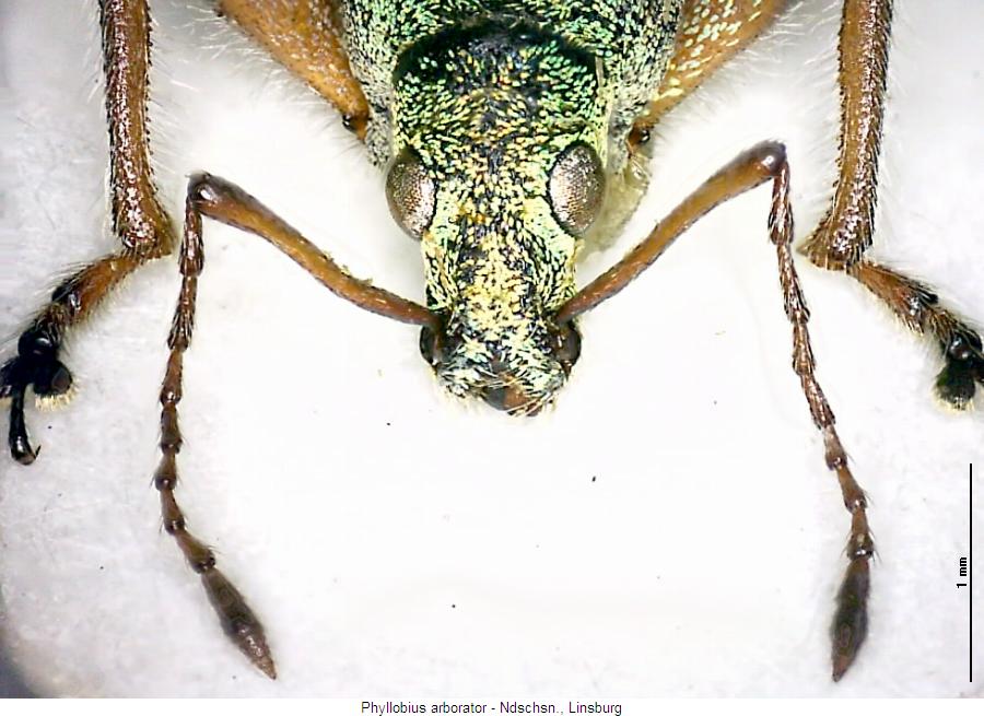 phyllobius_arborator_vk.jpg