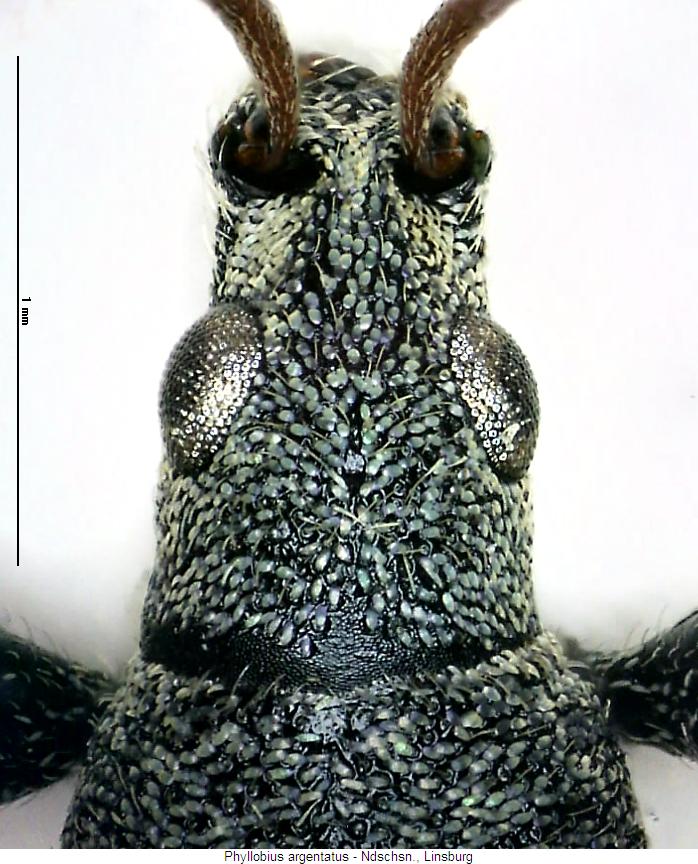 phyllobius_argentatus_vk.jpg