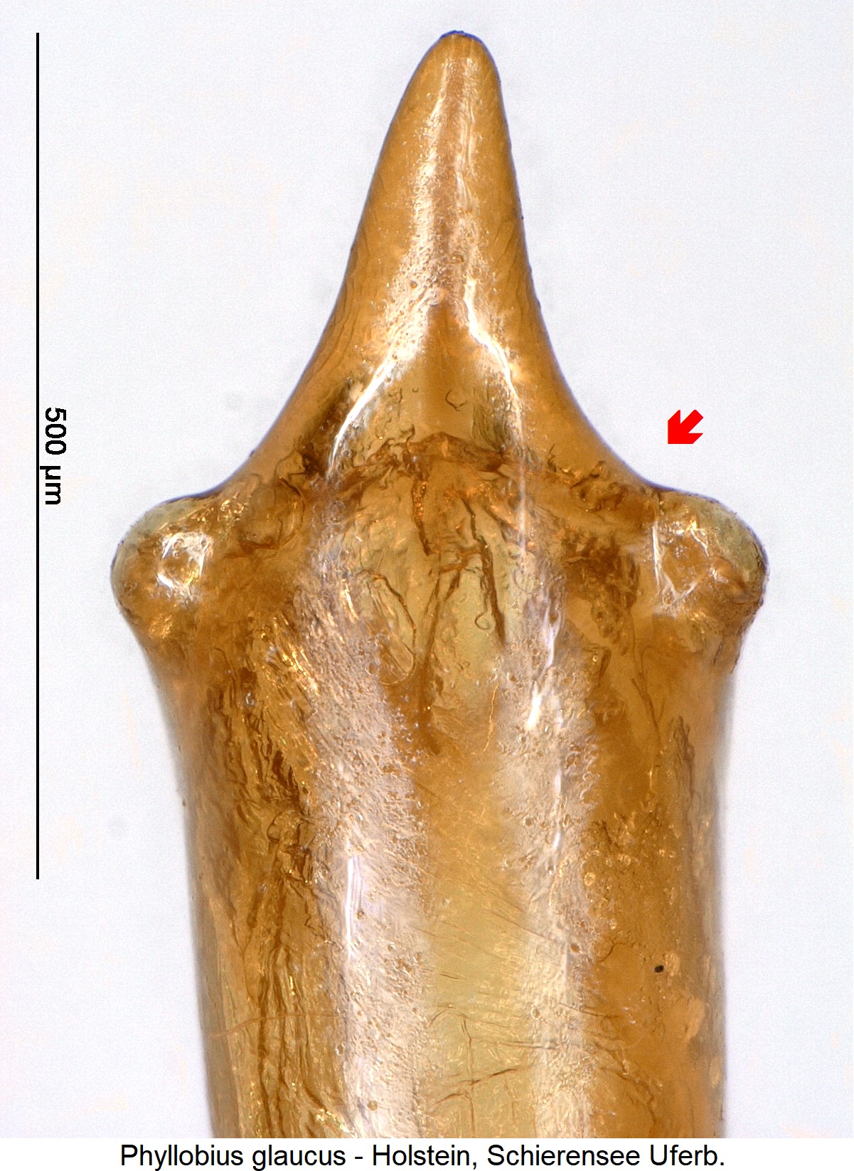 phyllobius_glaucus_ck13800.jpg