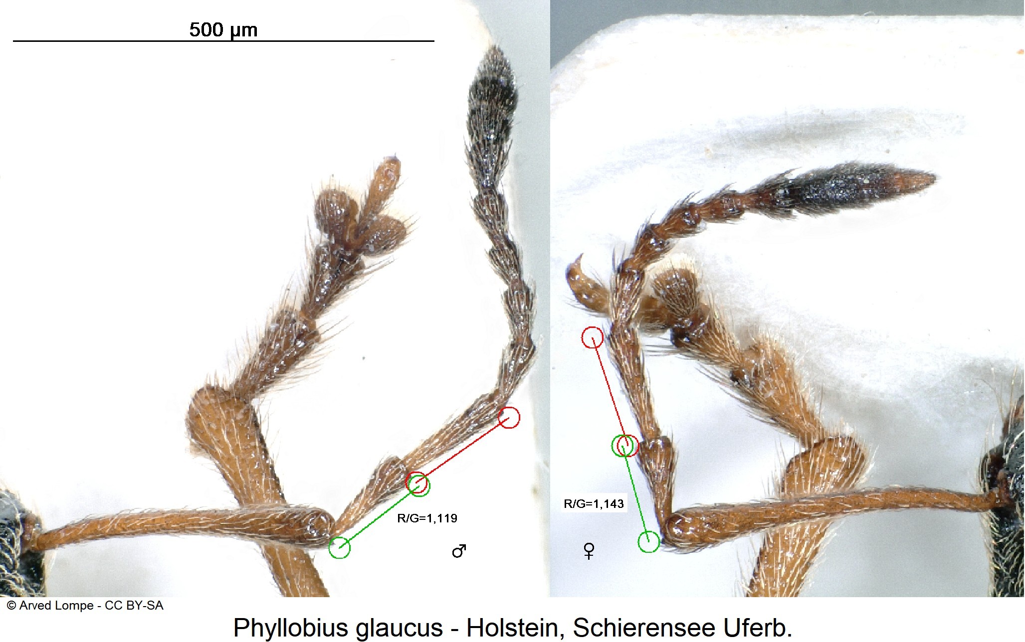 phyllobius_glaucus_ck13800_f.jpg
