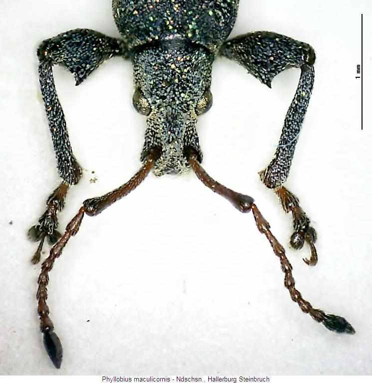 phyllobius_maculicornis_vk.jpg