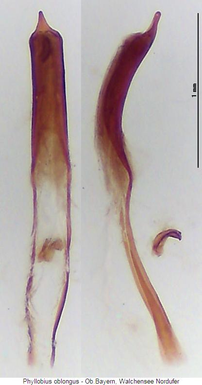 phyllobius_oblongus.jpg