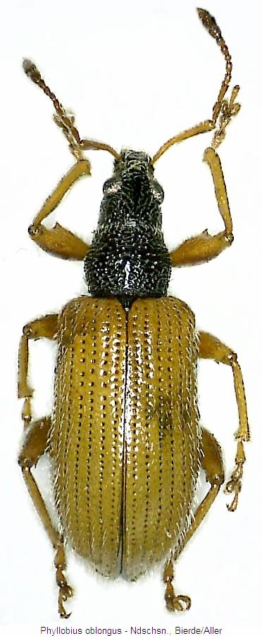 phyllobius_oblongus_hab.jpg
