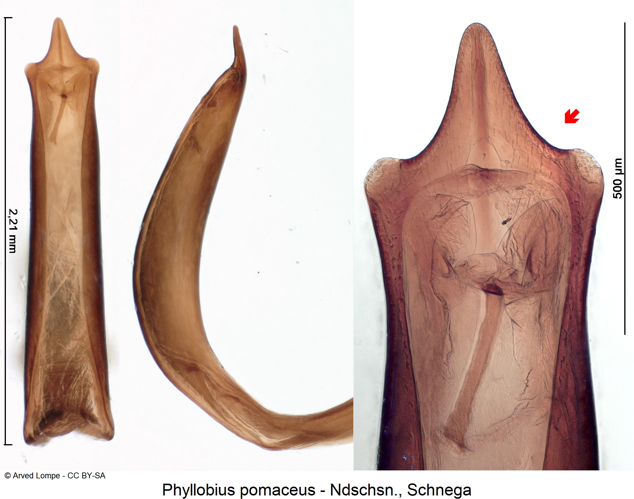 phyllobius_pomaceus_ck13796.jpg