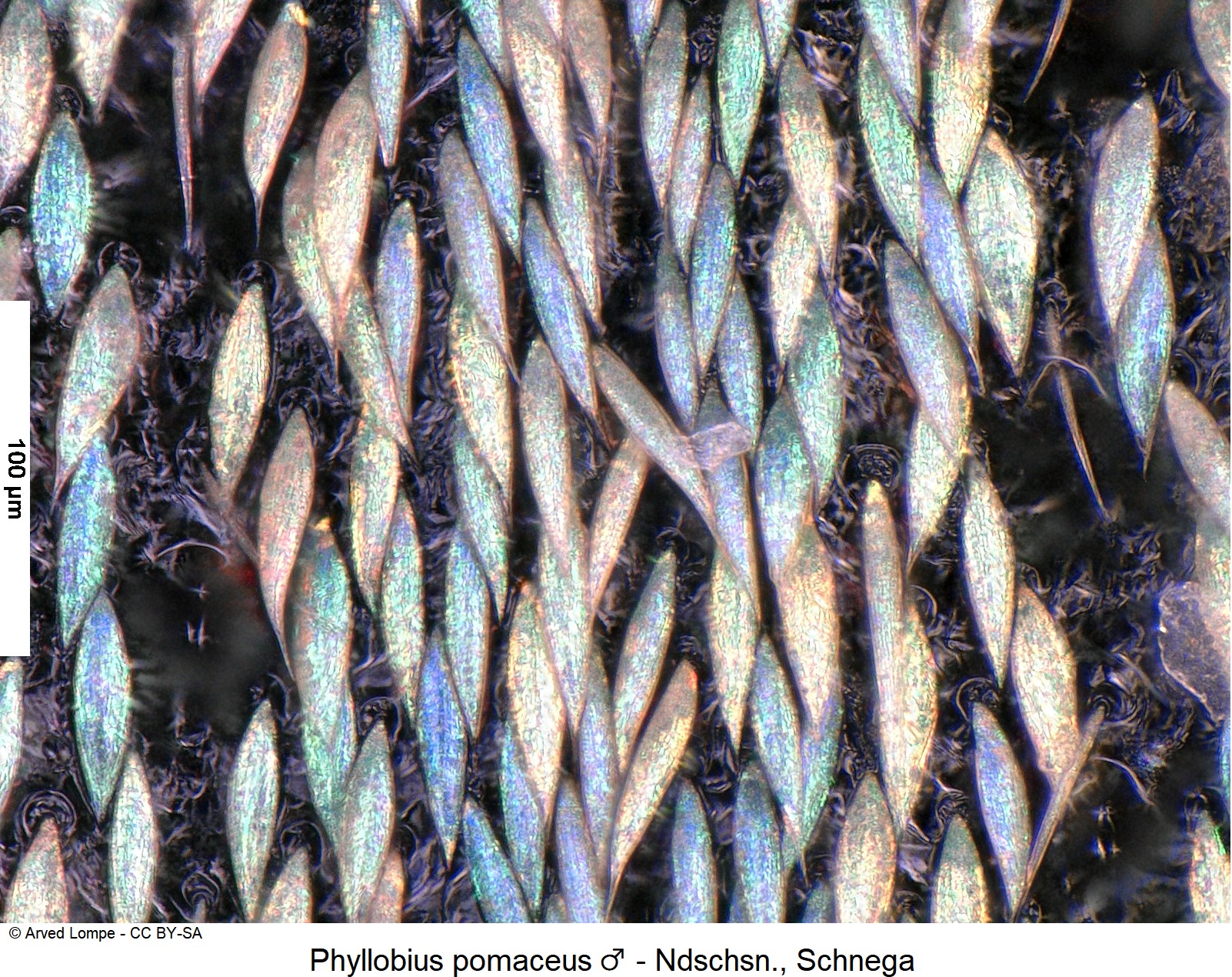 phyllobius_pomaceus_m_ck13796_int-1.jpg