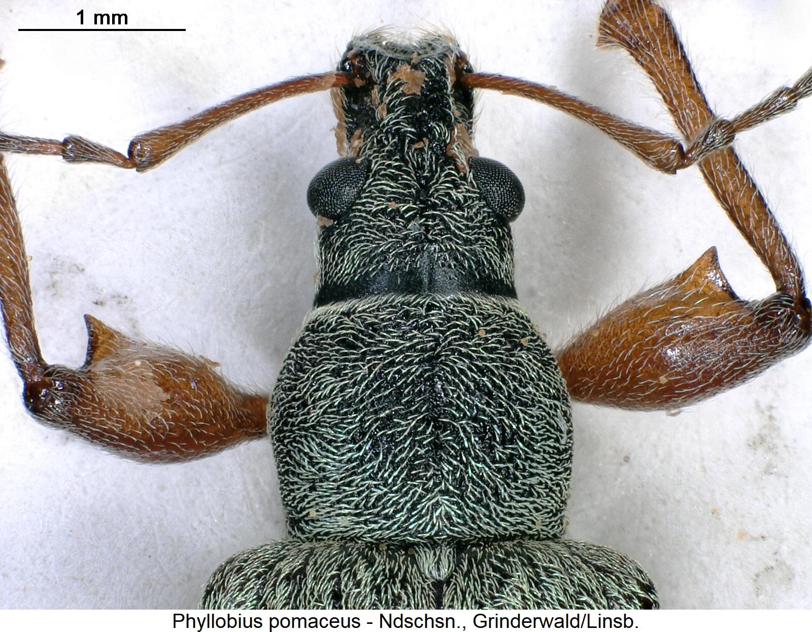phyllobius_pomaceus_vk.jpg