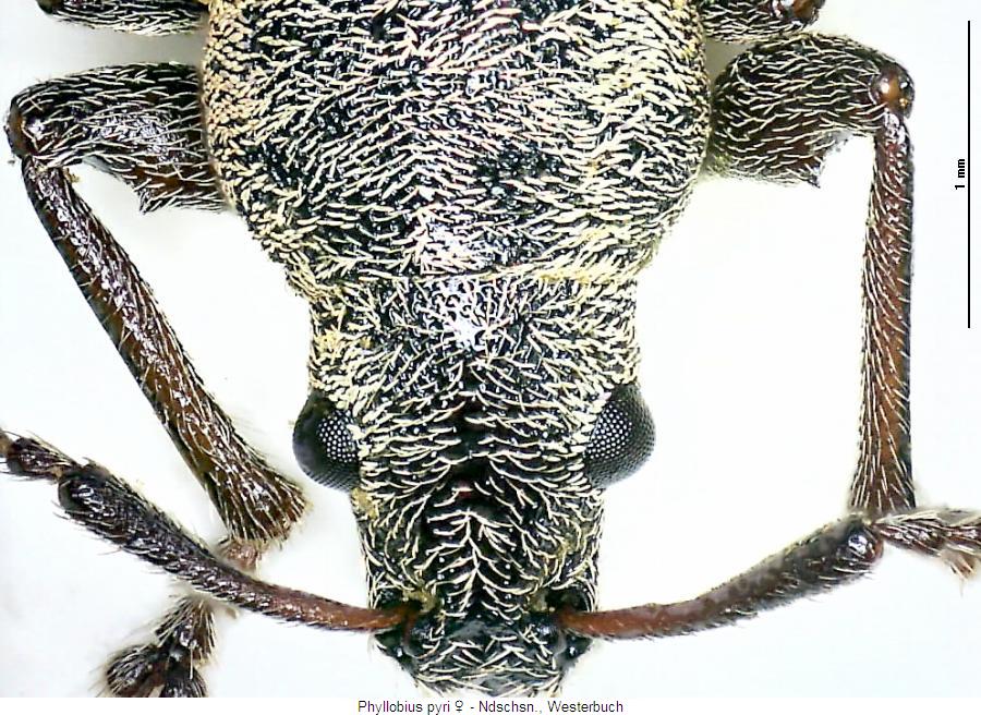 phyllobius_pyri_vk.jpg