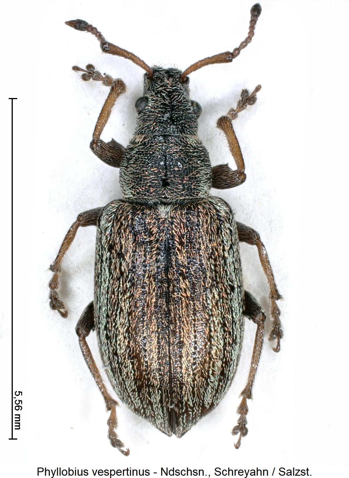 phyllobius_vespertinus_hab.jpg
