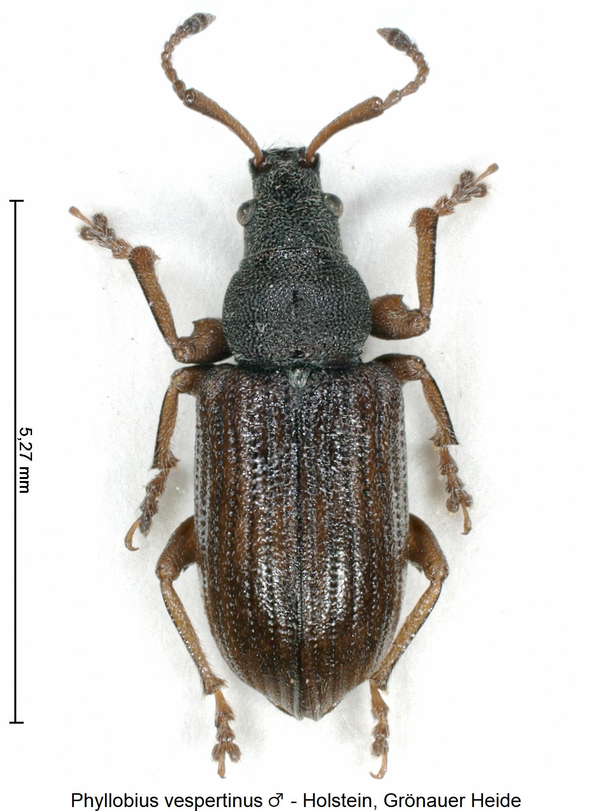 phyllobius_vespertinus_m_hab.jpg