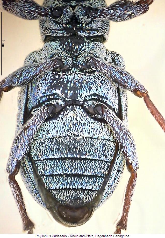 phyllobius_virideaeris_us.jpg