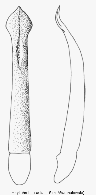 phyllobrotica_aslani.gif