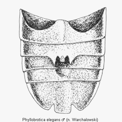phyllobrotica_elegans_abd.gif