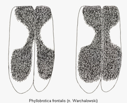 phyllobrotica_frontalis_fld.gif