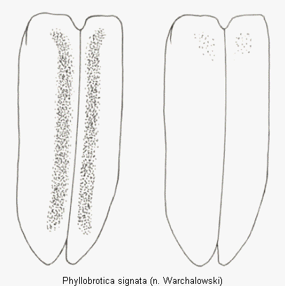 phyllobrotica_signata_fld.gif
