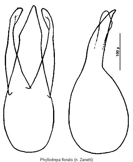 phyllodrepa_floralis.gif