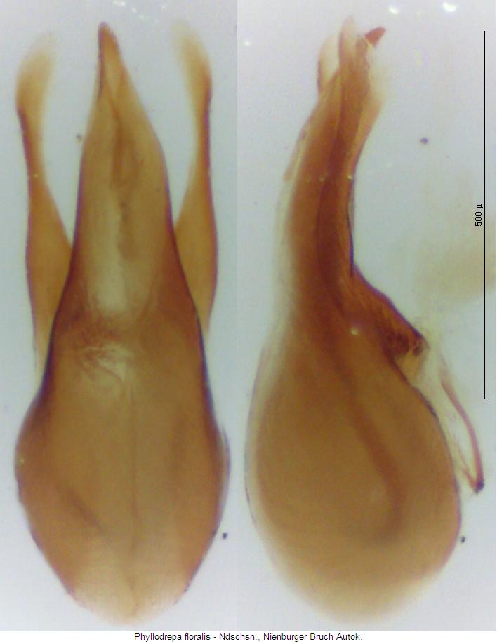 phyllodrepa_floralis.jpg