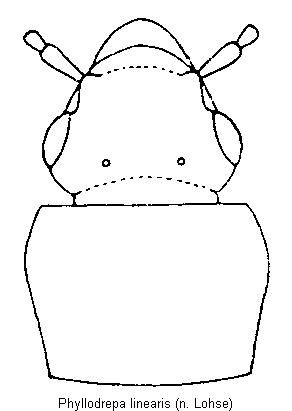 phyllodrepa_linearis_vk.gif