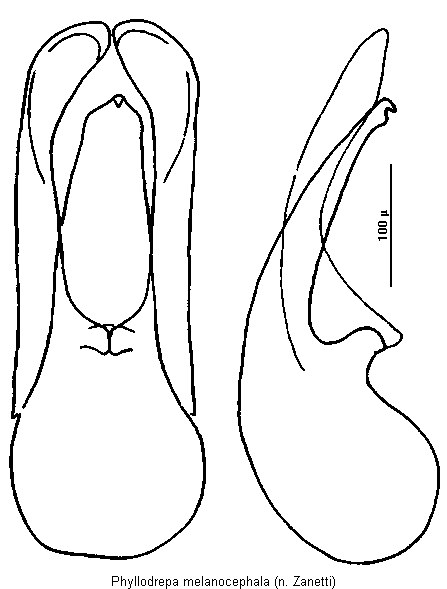 phyllodrepa_melanocephala.gif